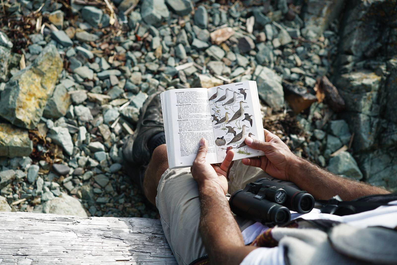 Birdwatching Growing Trend - Pipers Lagoon Park Nanaimo Central Vancouver Island BC Bird Trail