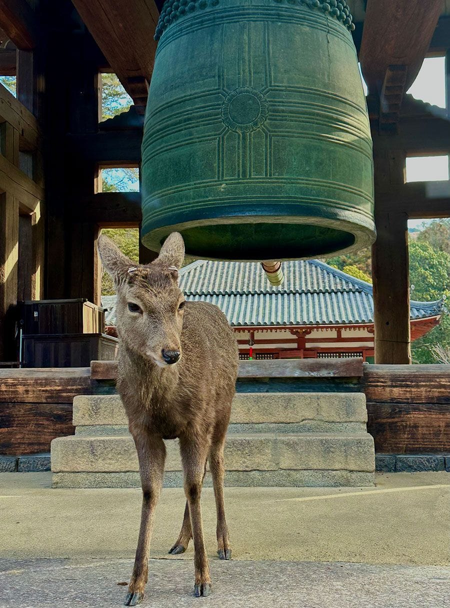 Deer near Tōdai-ji Temple, Nara, Japan