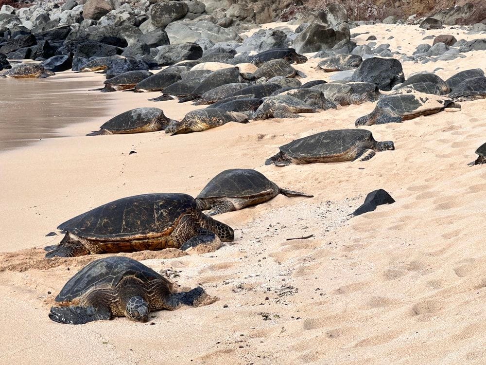 Hawaiian green sea turtles are frequent visitors to Ho’okipa Beach. Signs tell visitors to keep their distance from the animals which are protected by state law