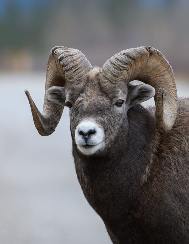 Jasper Bighorn Mark Jinks