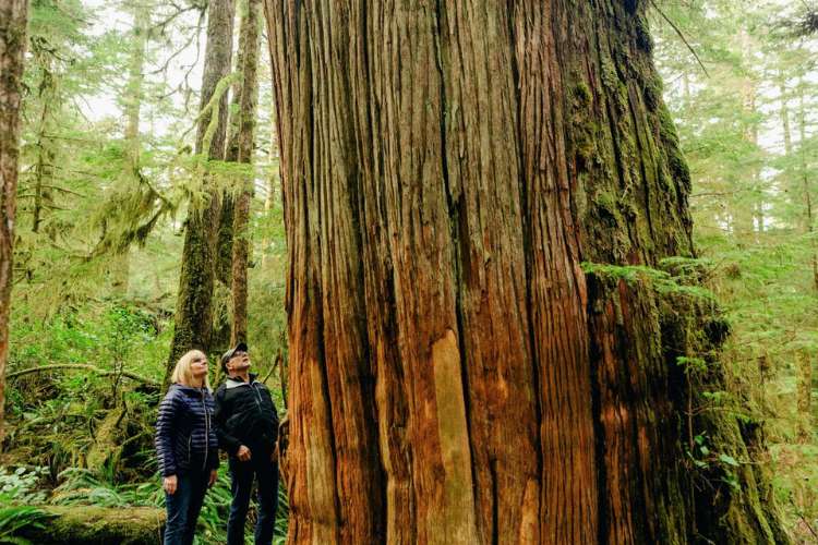 Hikers admire a centuries-old, massive western red cedar in Pacific Rim National Park