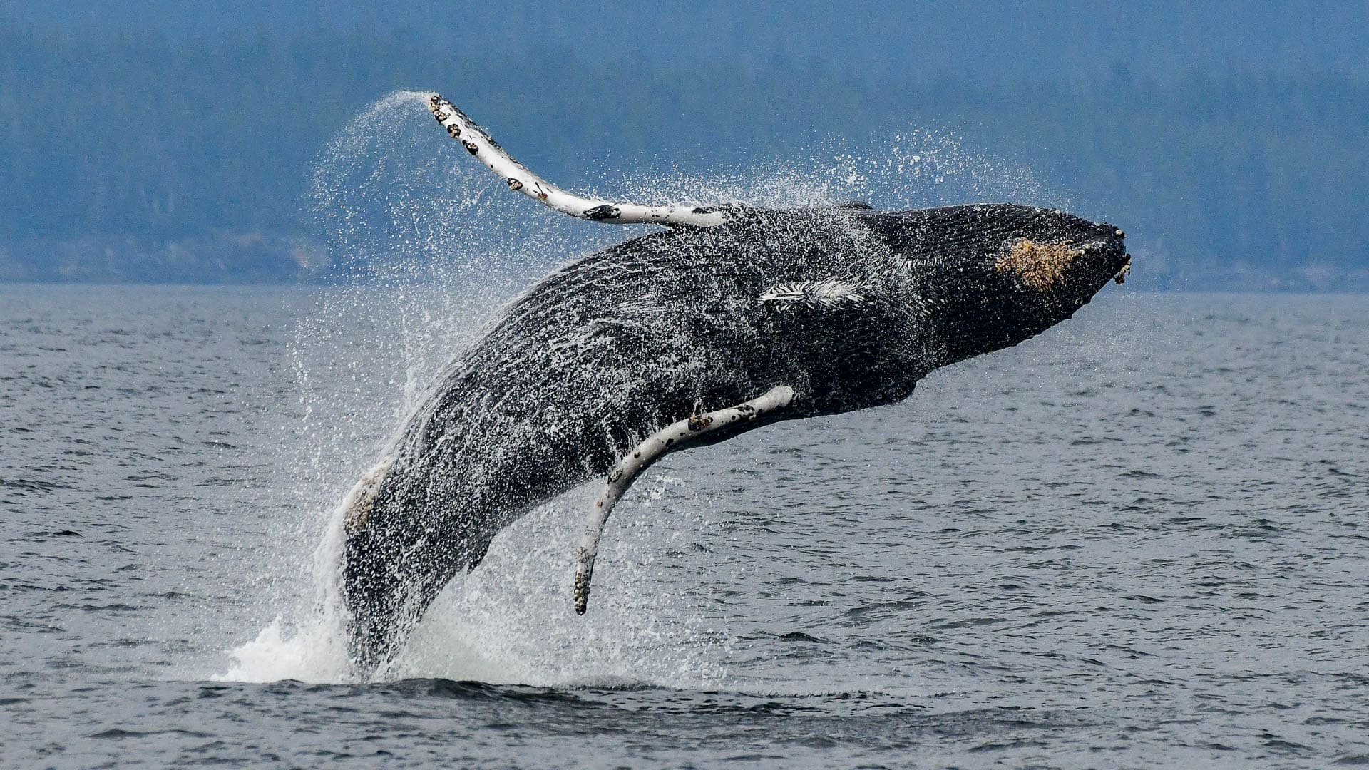 A humpback whale breaches