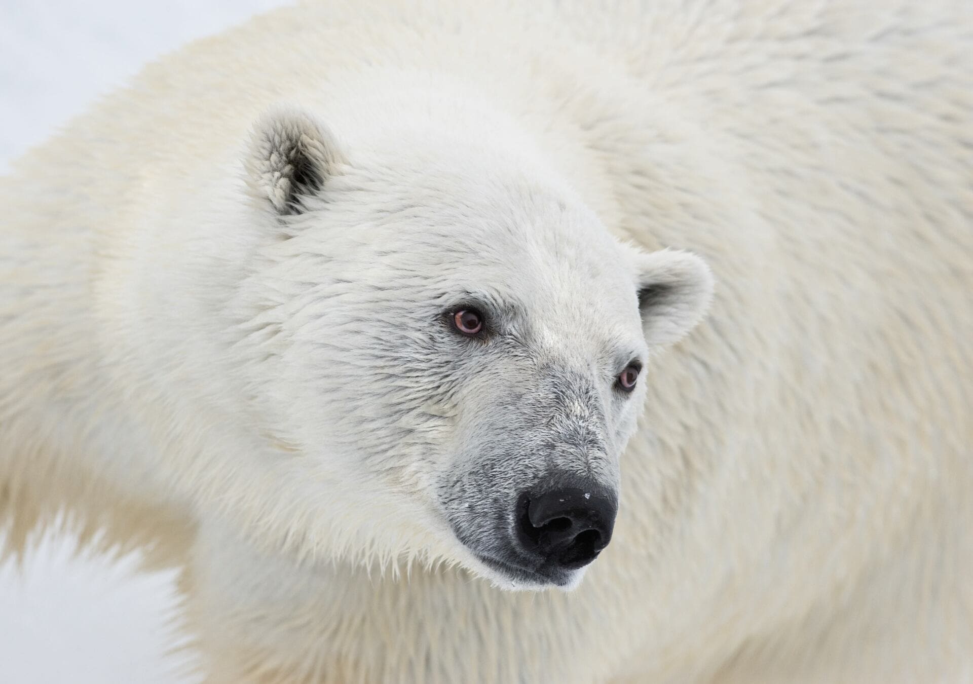Close-up of a polar bear with white fur, dark eyes, and black nose