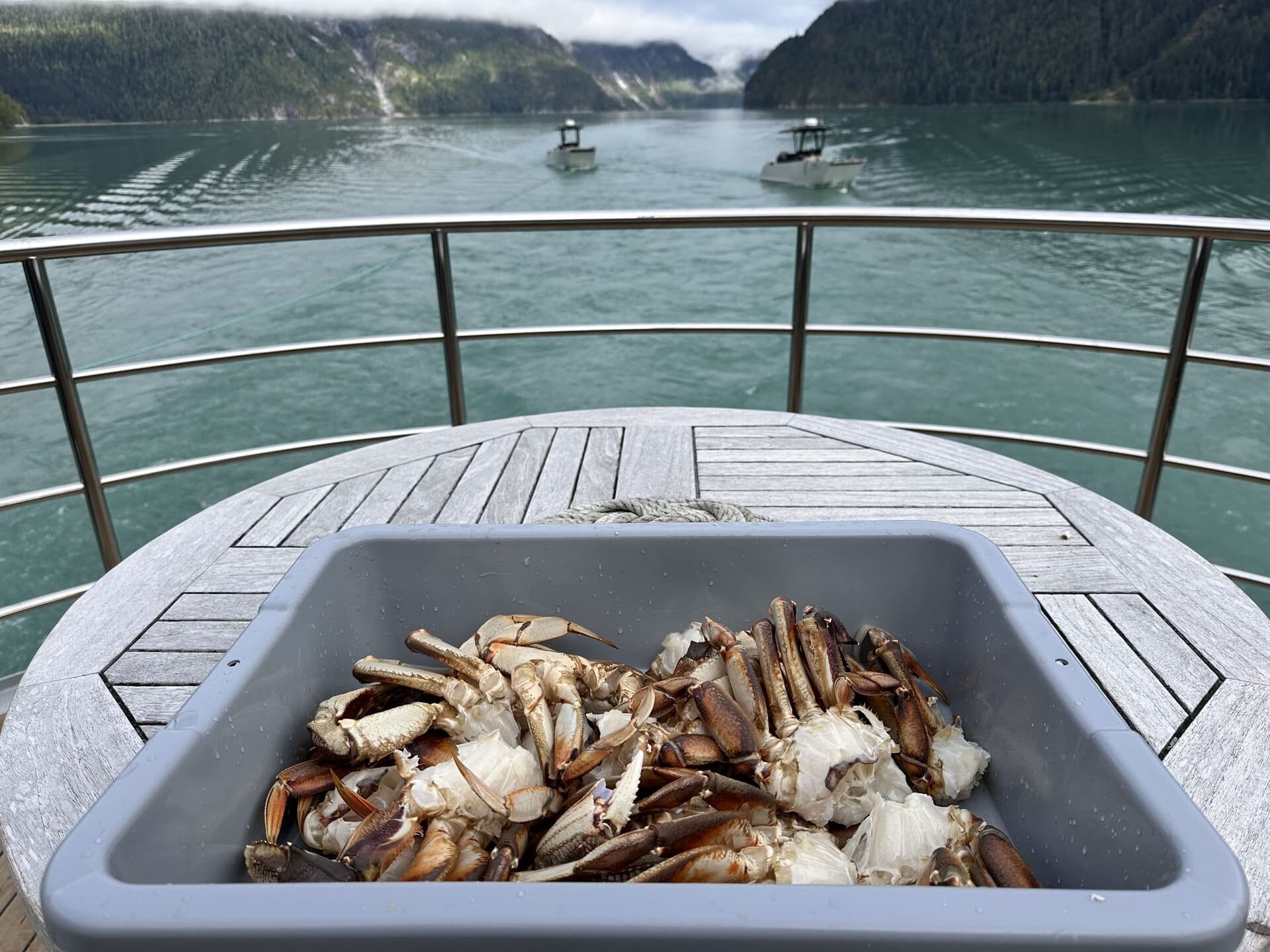 Freshly caught Dungeness crab