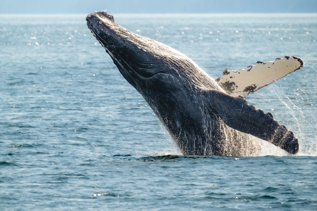 A humpback whale breaches