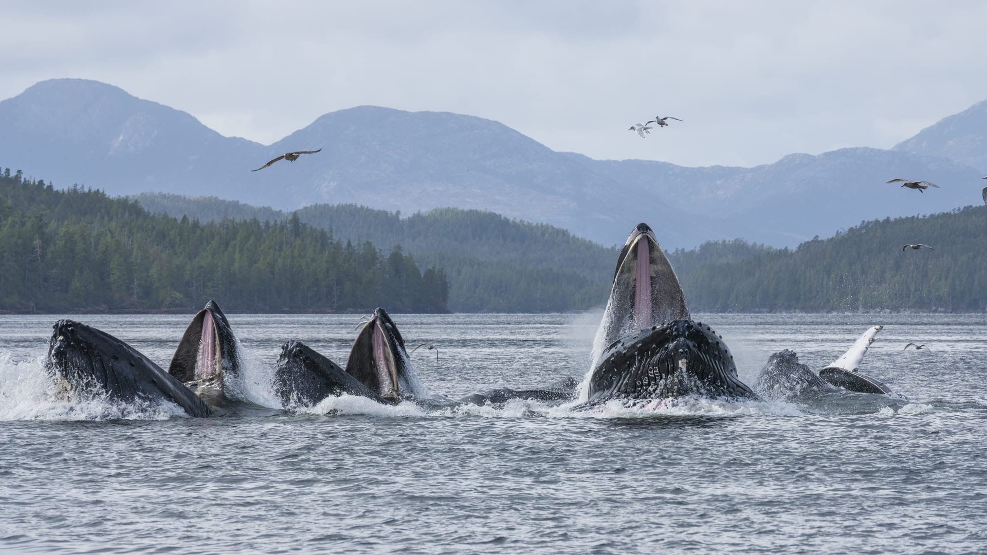 Humpback whales group to hunt for fish in a bubble-net feeding system in the Great Bear Rainforest
