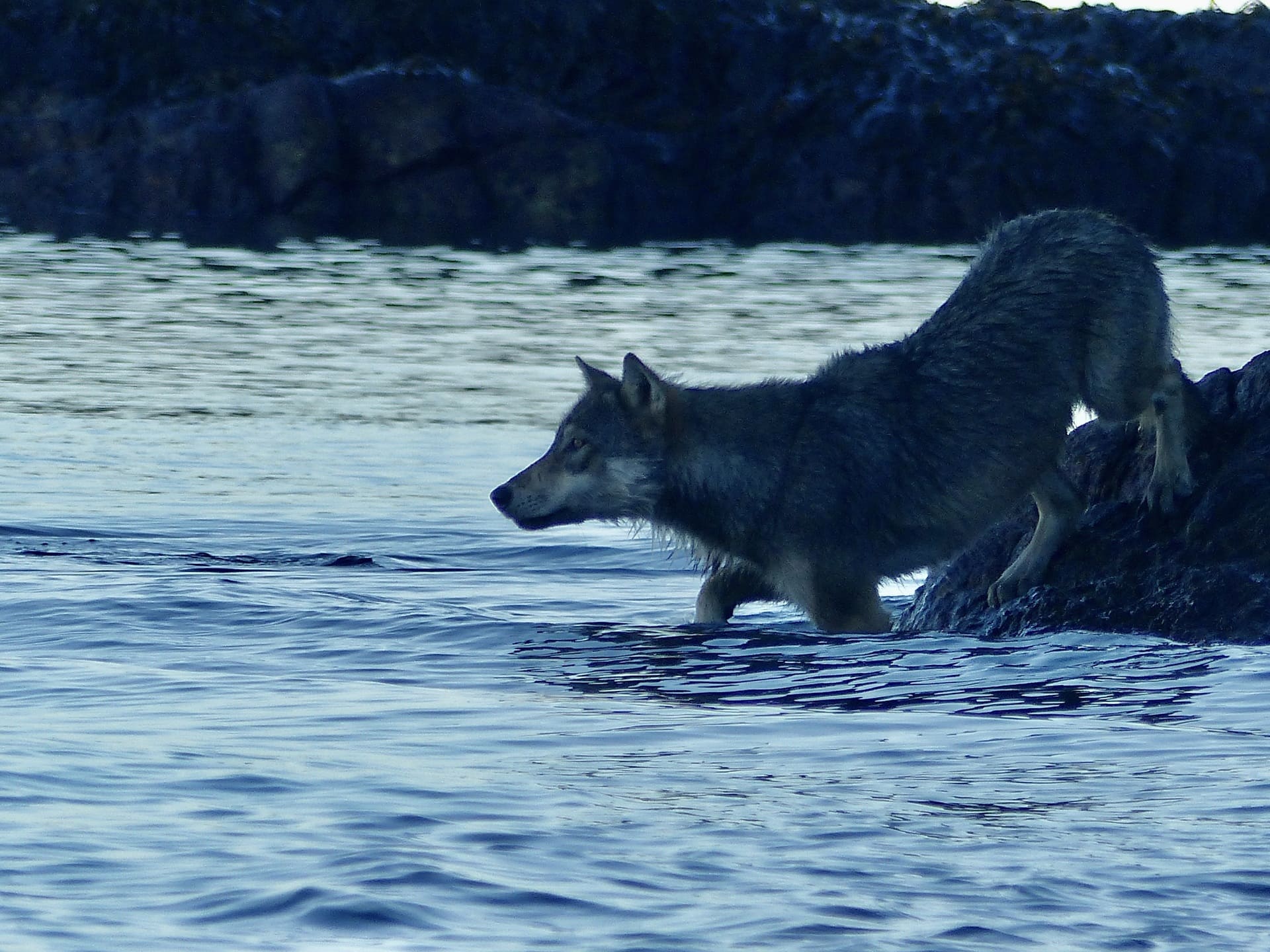 A sea wolf steps into the water before swimming from a rocky islet to shore