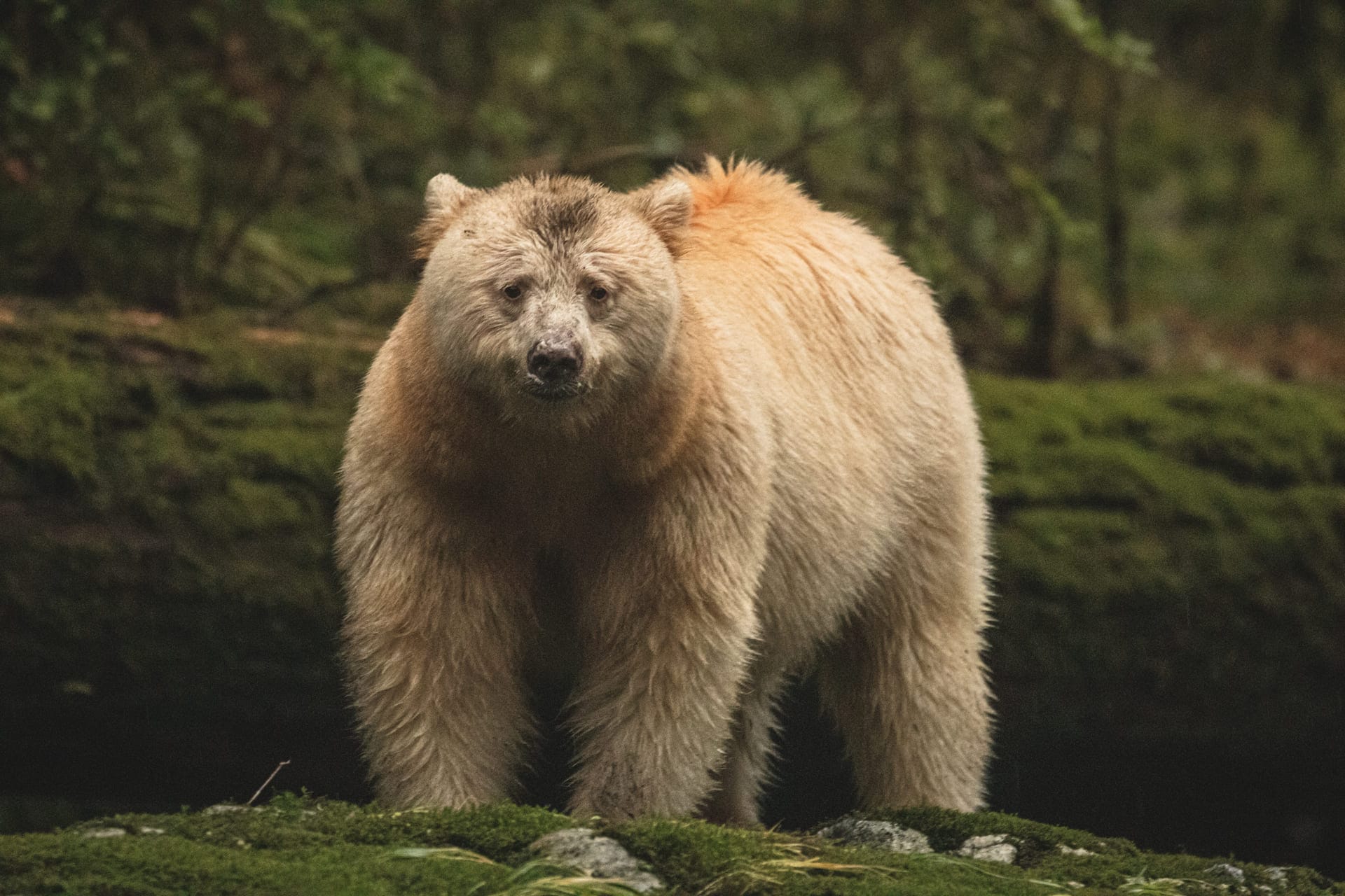 white Spirit Bear in the Great Bear Rainforest – Jordan Lambe Photo white Spirit Bear in the Great Bear Rainforest