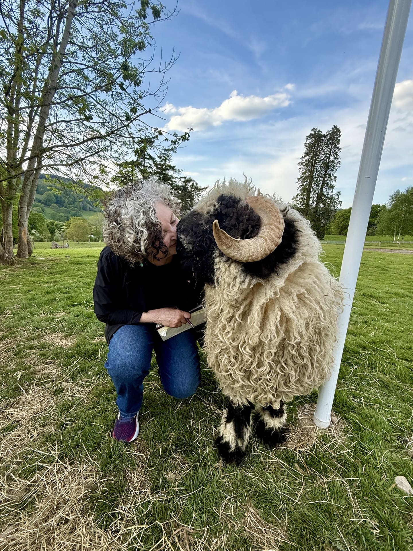 Barnard with sheep Pale Hallin Wales