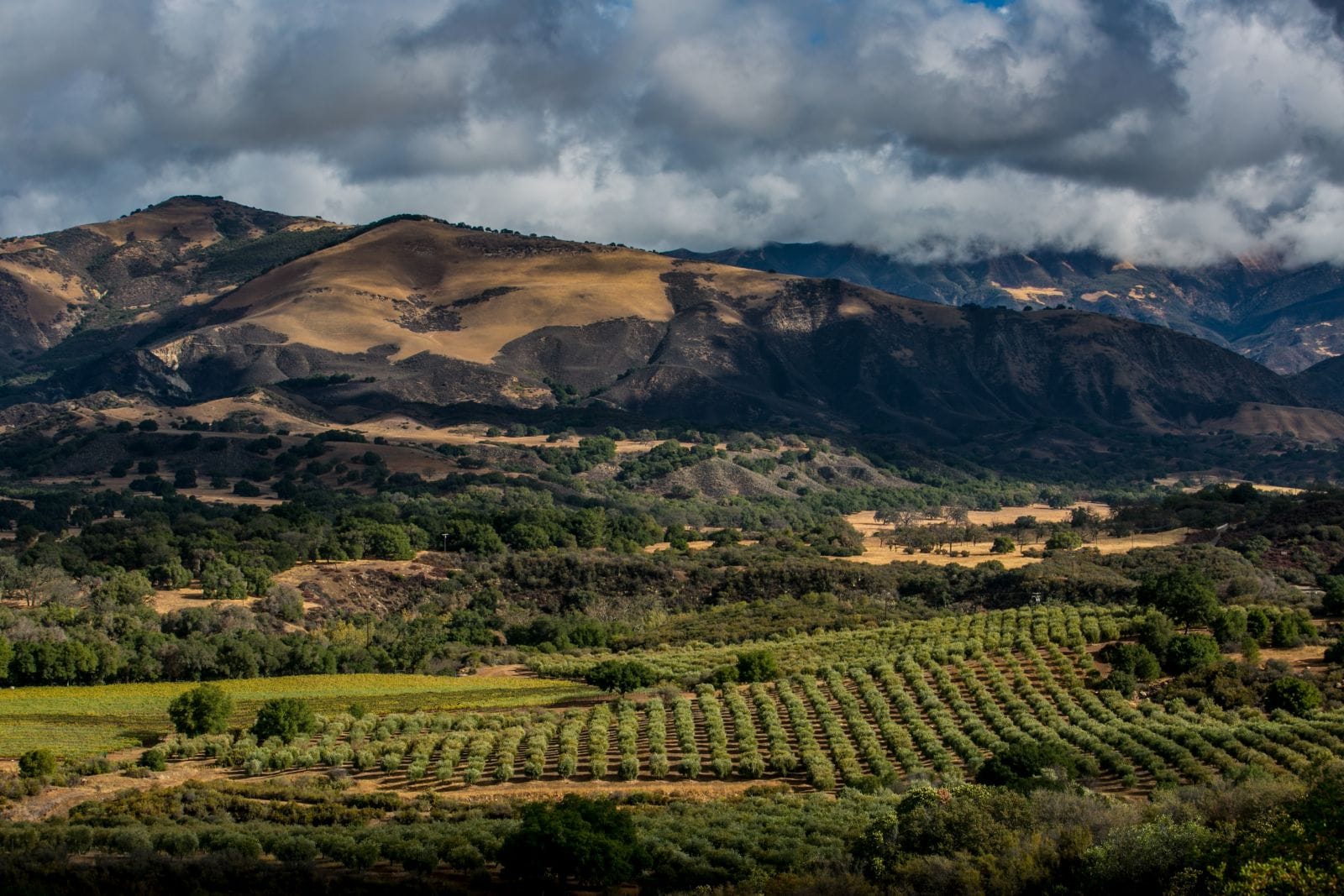 Its close proximity to Los Angeles has made the Santa Ynez Valley a popular weekend getaway destination for its wine scene as well as its other agricultural gems, like this olive ranch