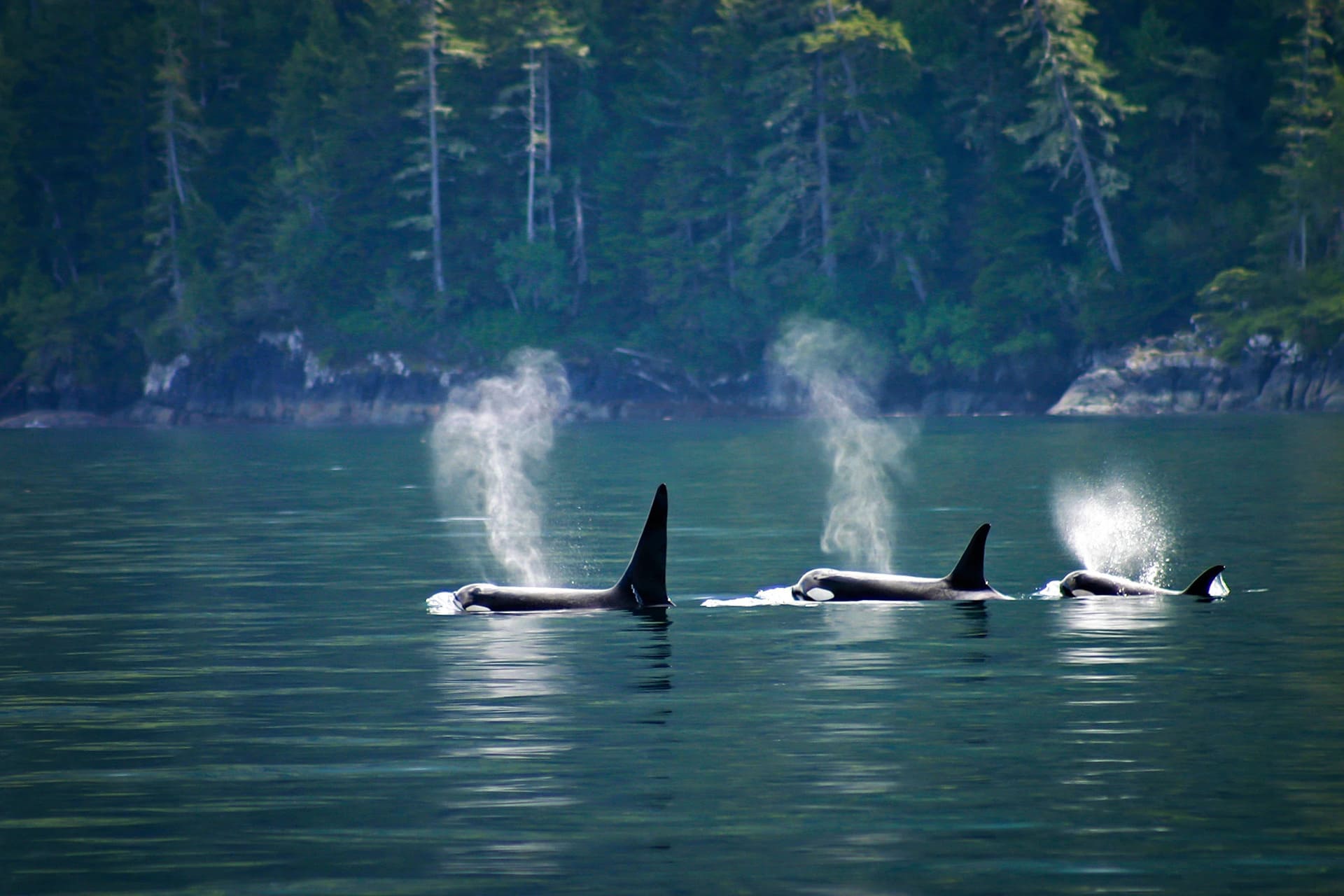 Whale watching tour in Campbell River