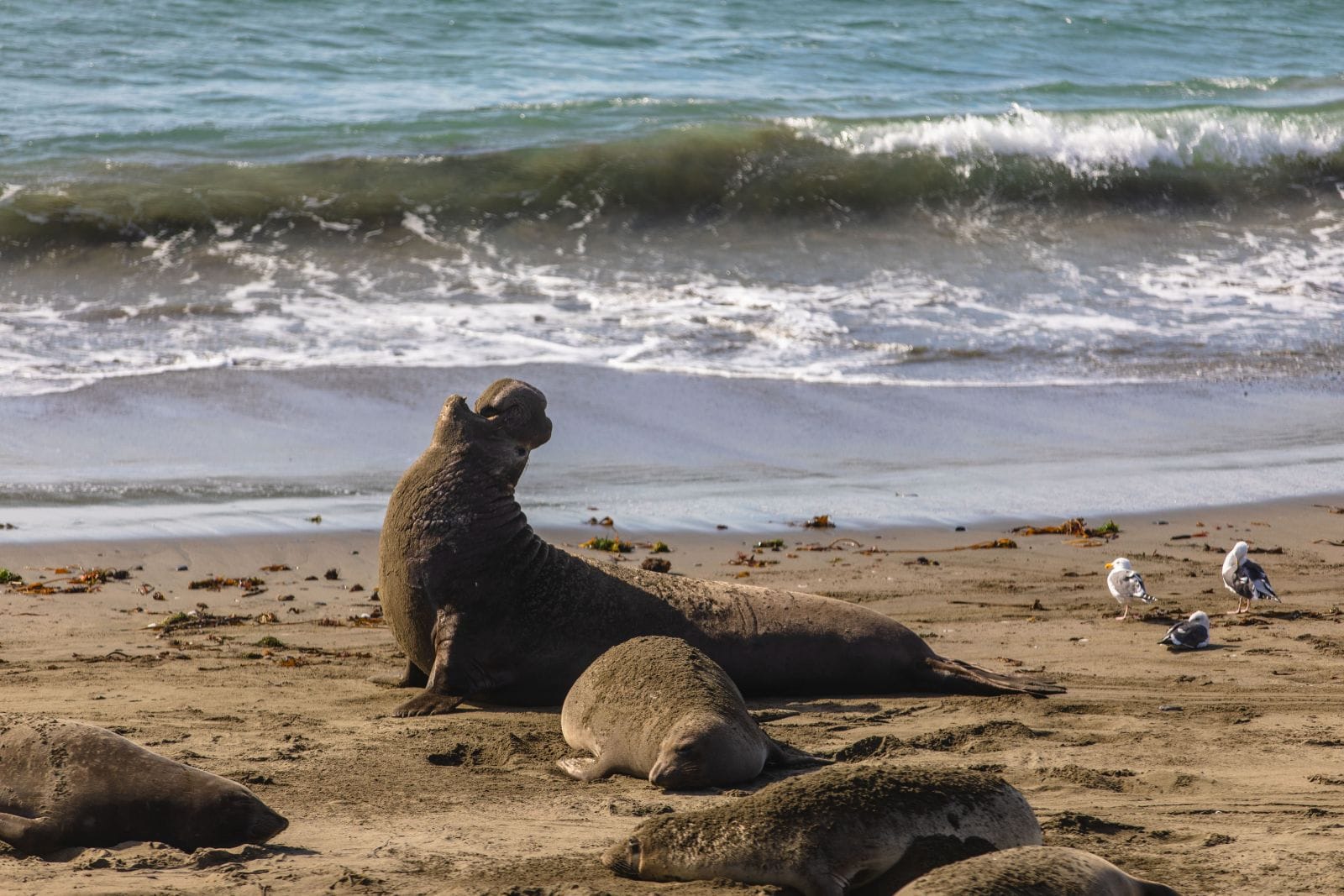 When driving along California’s Pacific Coast Highway, you will be tempted to make several stops and just may find yourself sharing a beach with elephant seals.