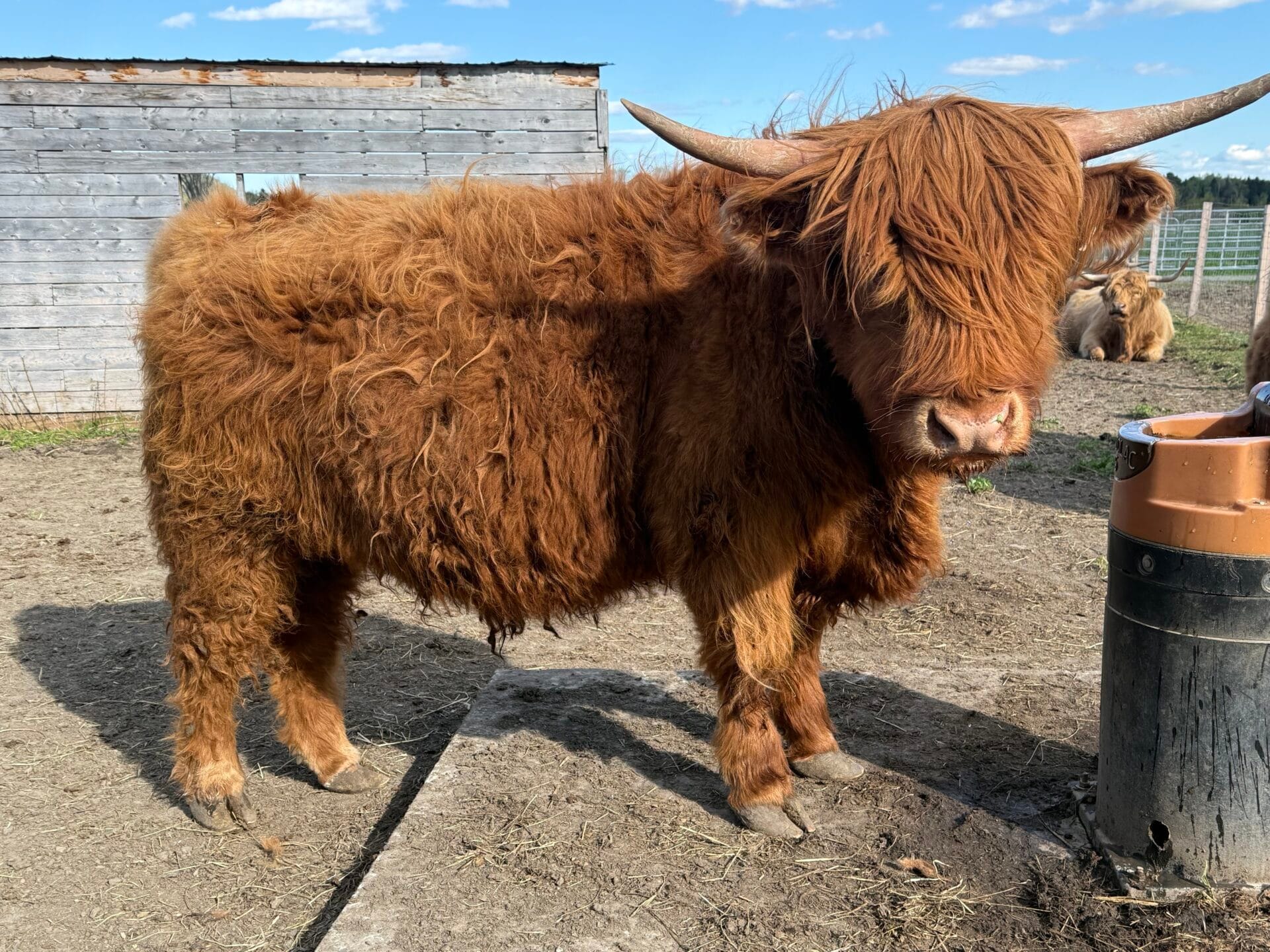 One of the reddish-gold coloured Highland cattle that live on the farm behind at Le Germaine Charlevoix Hotel & Spa in the artsy town of Baie-Saint-Paul, Québec.