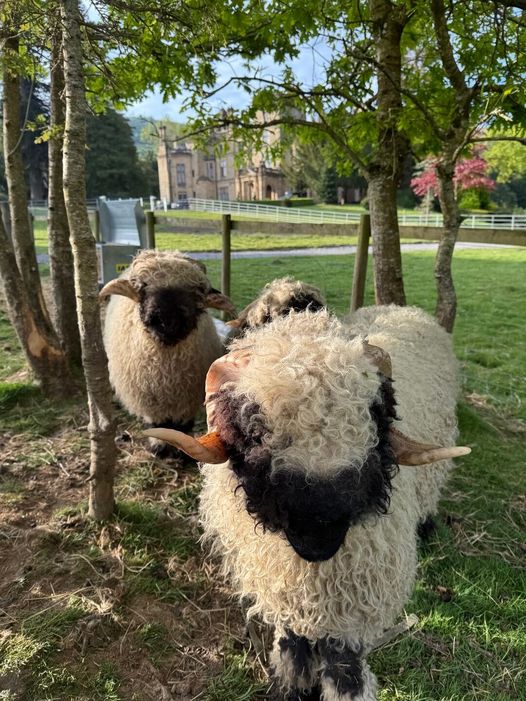 Three sheep stand outside Palé Hall in Wales